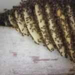 Bienen-Lueftungsschacht