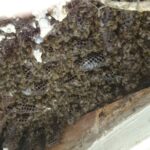 Bienen-in-Hauswand