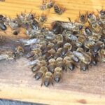 Drohnenschlacht-am-Home-Hive