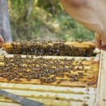 Kontrolle-Einraum-Home-Hive