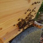 Flugloch-Home-Hive