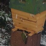 Gruenspecht-bei-Home-Hive-1