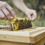 Home-Hive-Bearbeitung
