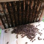 Home-Hive-Hinterklappe-2