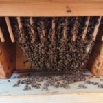 Home-Hive-Hinterklappe-3