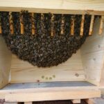 Home-Hive-Hinterklappe-5