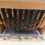 Home-Hive-Hinterklappe-7