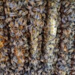 Naturwaben-im-Home-Hive