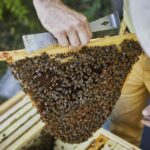 Obertraeger-Home-Hive-10