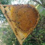 Obertraeger-Home-Hive-4