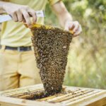 Obertraeger-Home-Hive-8