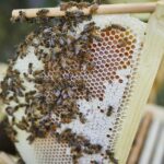 Obertraeger-Home-Hive-Honigwabe-2