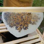 Pollenwabe-Home-Hive-20-2