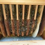 Wintertraube-Home-Hive