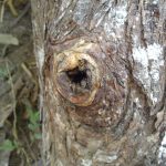 Apis Cerana hollow Log (2)