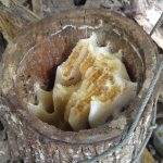Apis Cerana hollow Log (5)